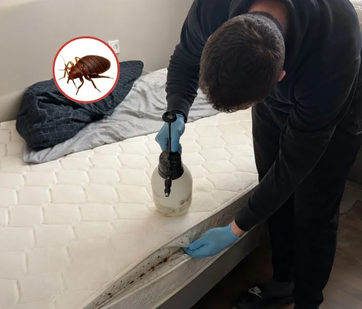 Technicien traitant un matelas contre les punaises de lit à Joinville-le-Pont